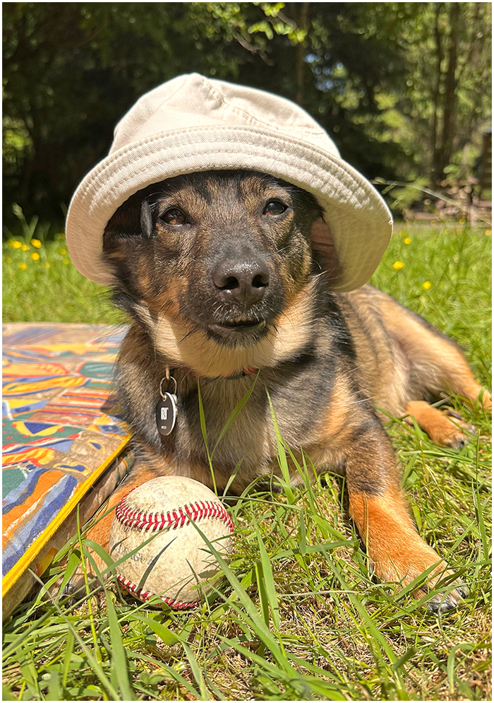 Hundemarke
